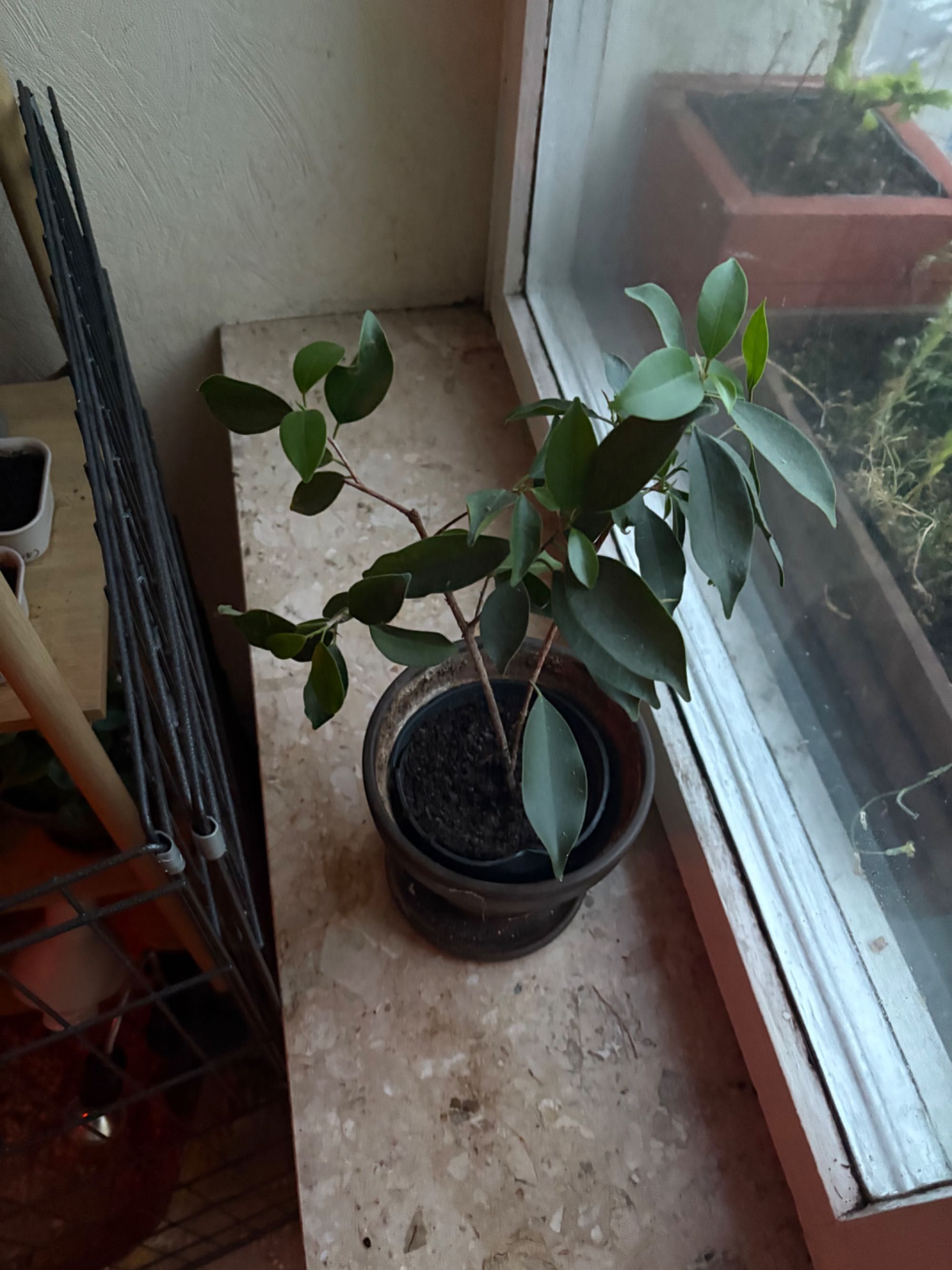 Ficus Benjamina 3 drzewka