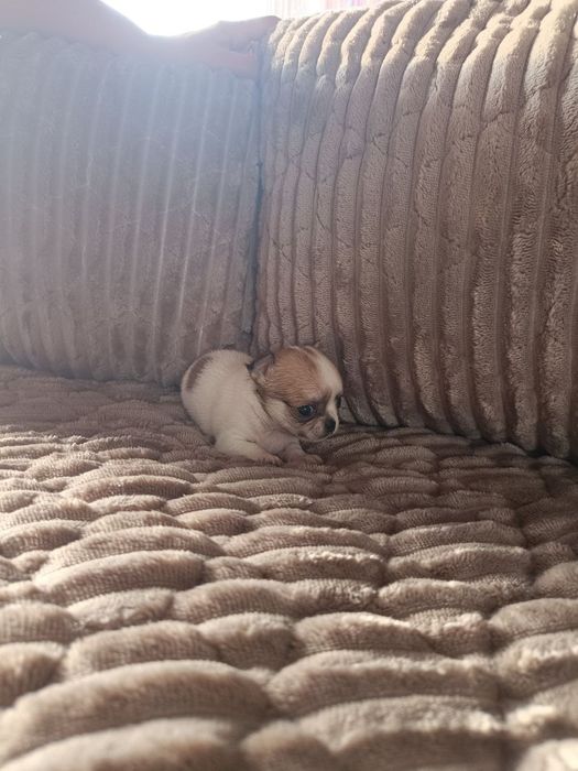 Продам собак чихуахуа