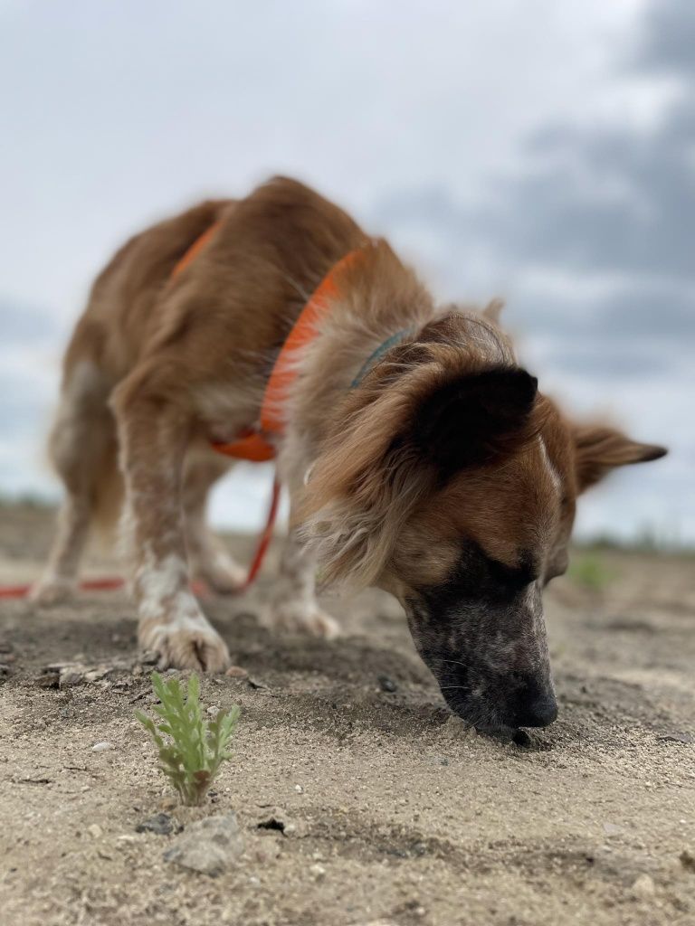 Piękny młody psiak do adopcji