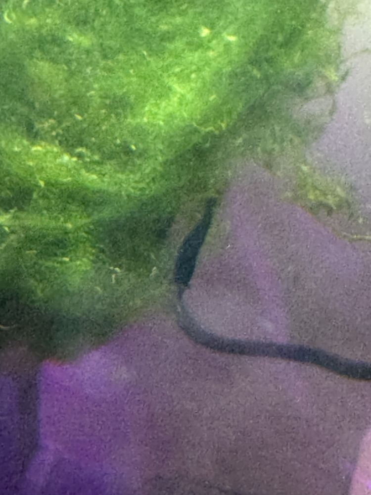 Krewetki Neocardina BLACK ROSE