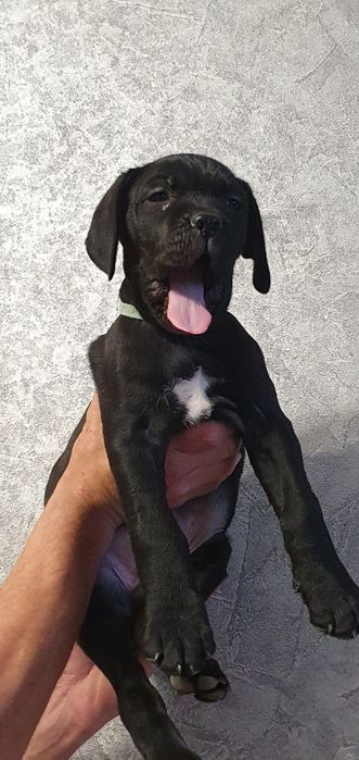 Цуценята Кане-Корсо