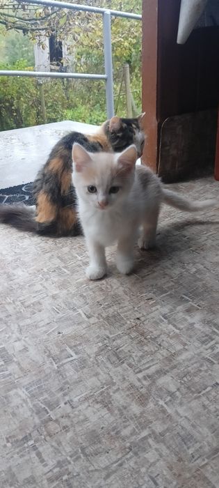 Віддамо котенят у добрі руки