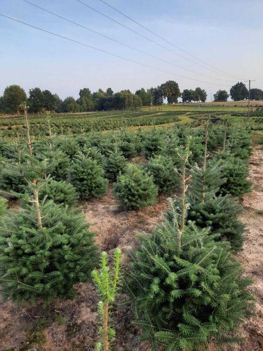 Jodła koreańska lub świerk zielony na żywopłot lub CHOINKI plantacja