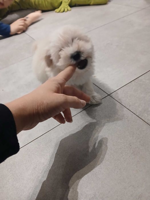 Szczeniaczek maltipoo