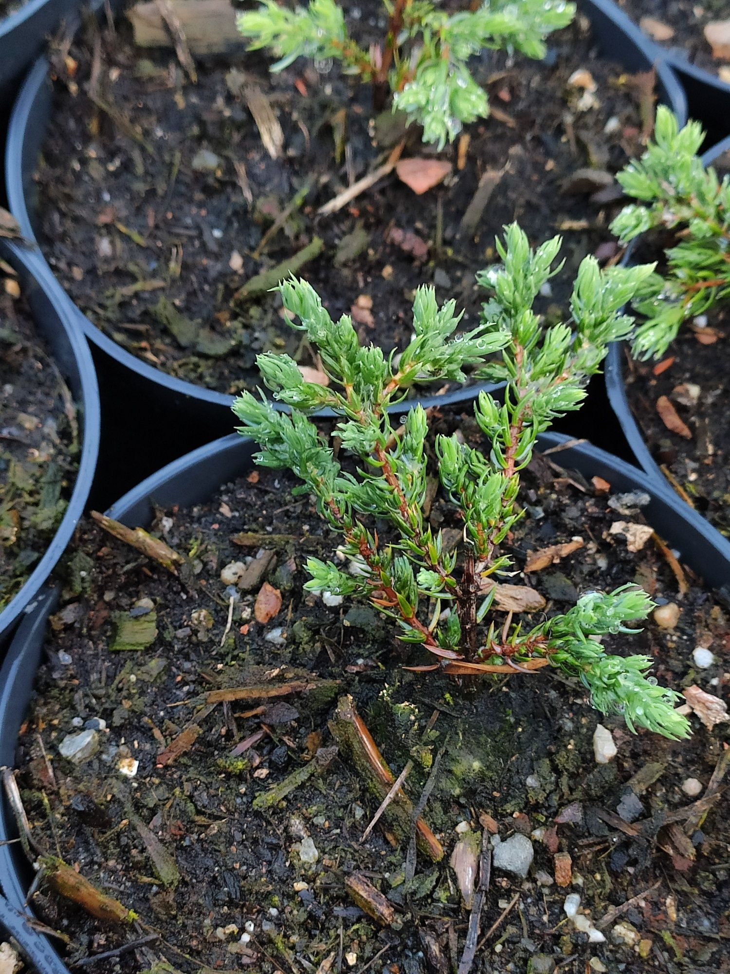 Juniperus communis Repanda