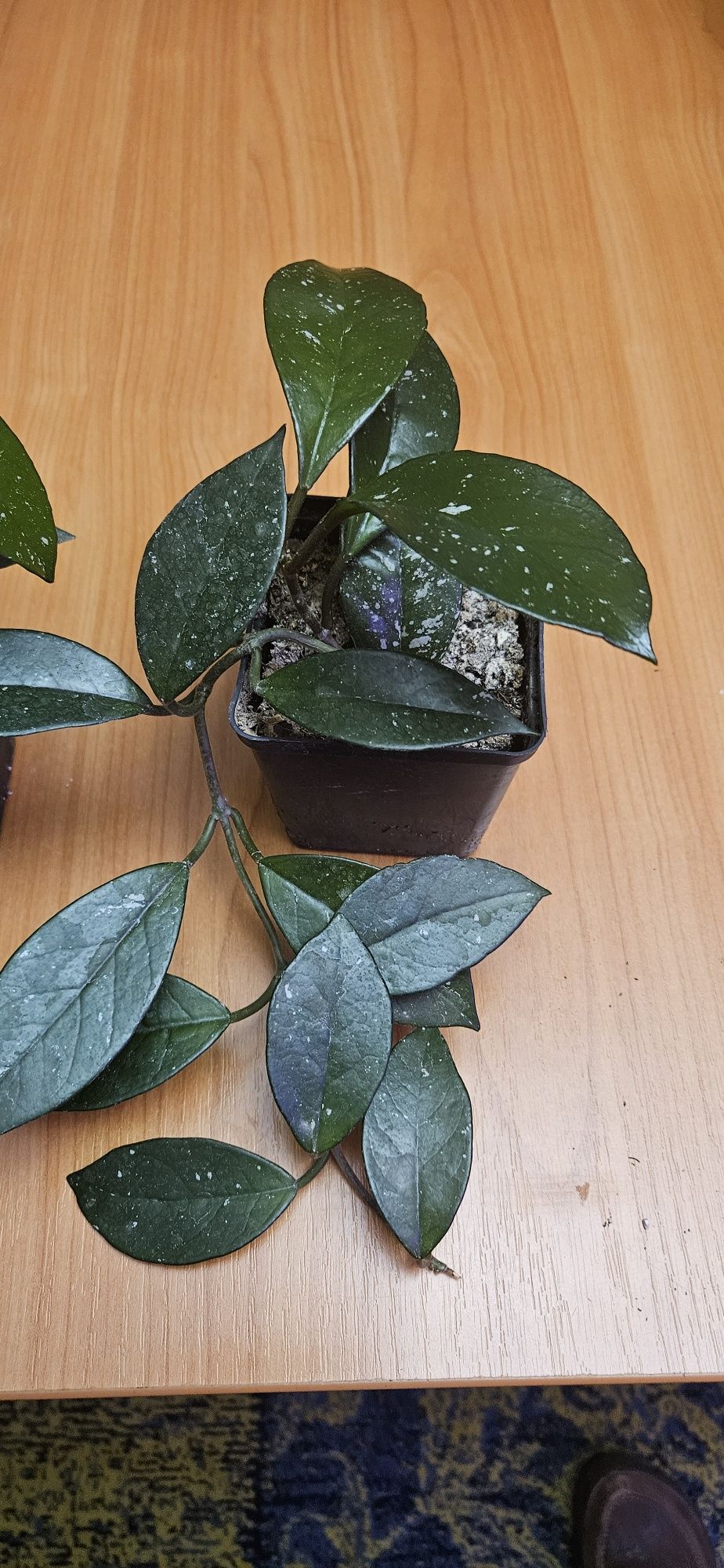 Hoya carnosa -  Hoja Różowa roślina w doniczce P-9