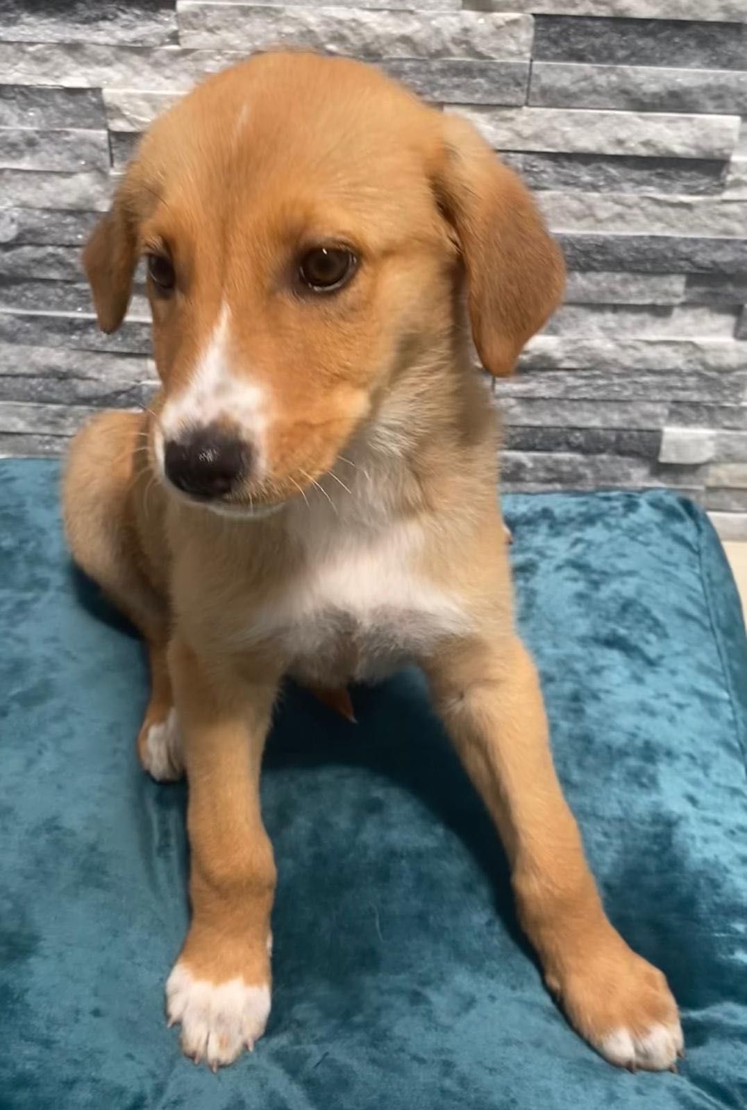 Cachorro para adoção RESPONSÁVEL
