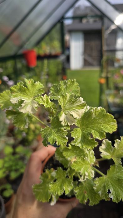 Pelargonia Charmay Snowflurry