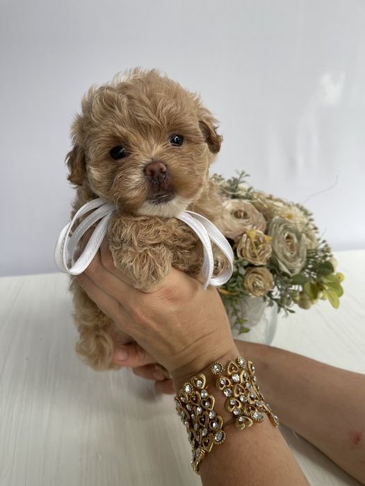 VIP Мальтипу F1 — Ці очі не забудеш ніколи