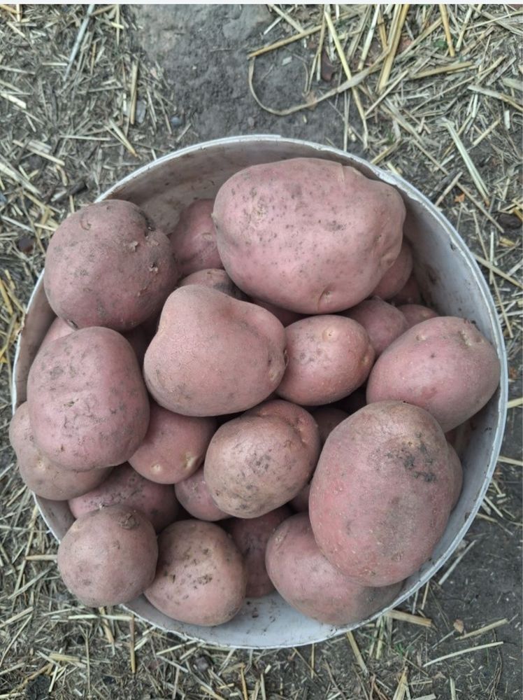 Картопля домашня