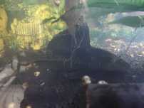 Pleco comum (ler descrição)