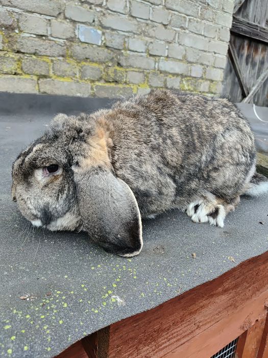 Królik Baran francuski samiec