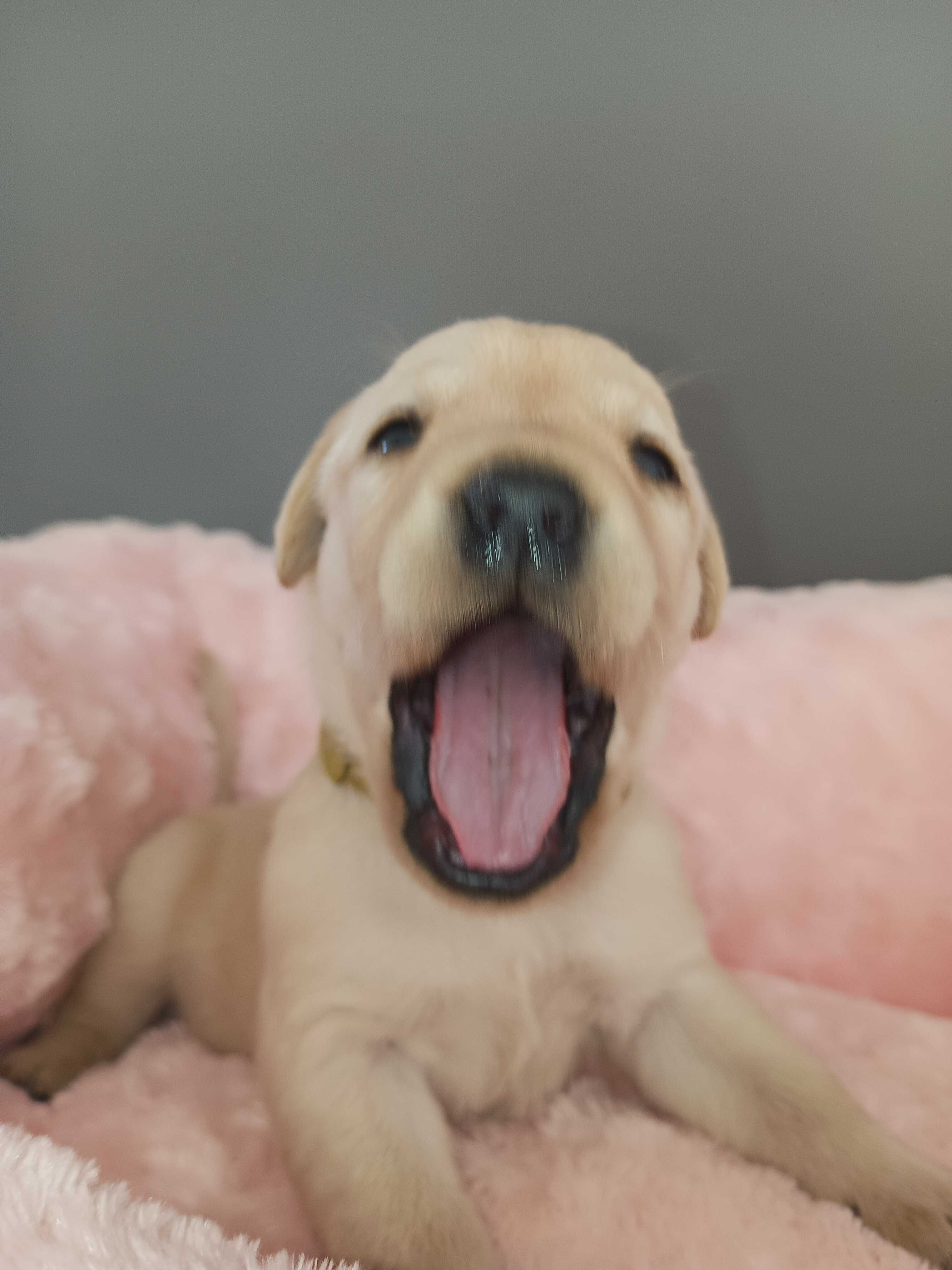 Labrador Retriever - biszkoptowe, rodzinno-domowe