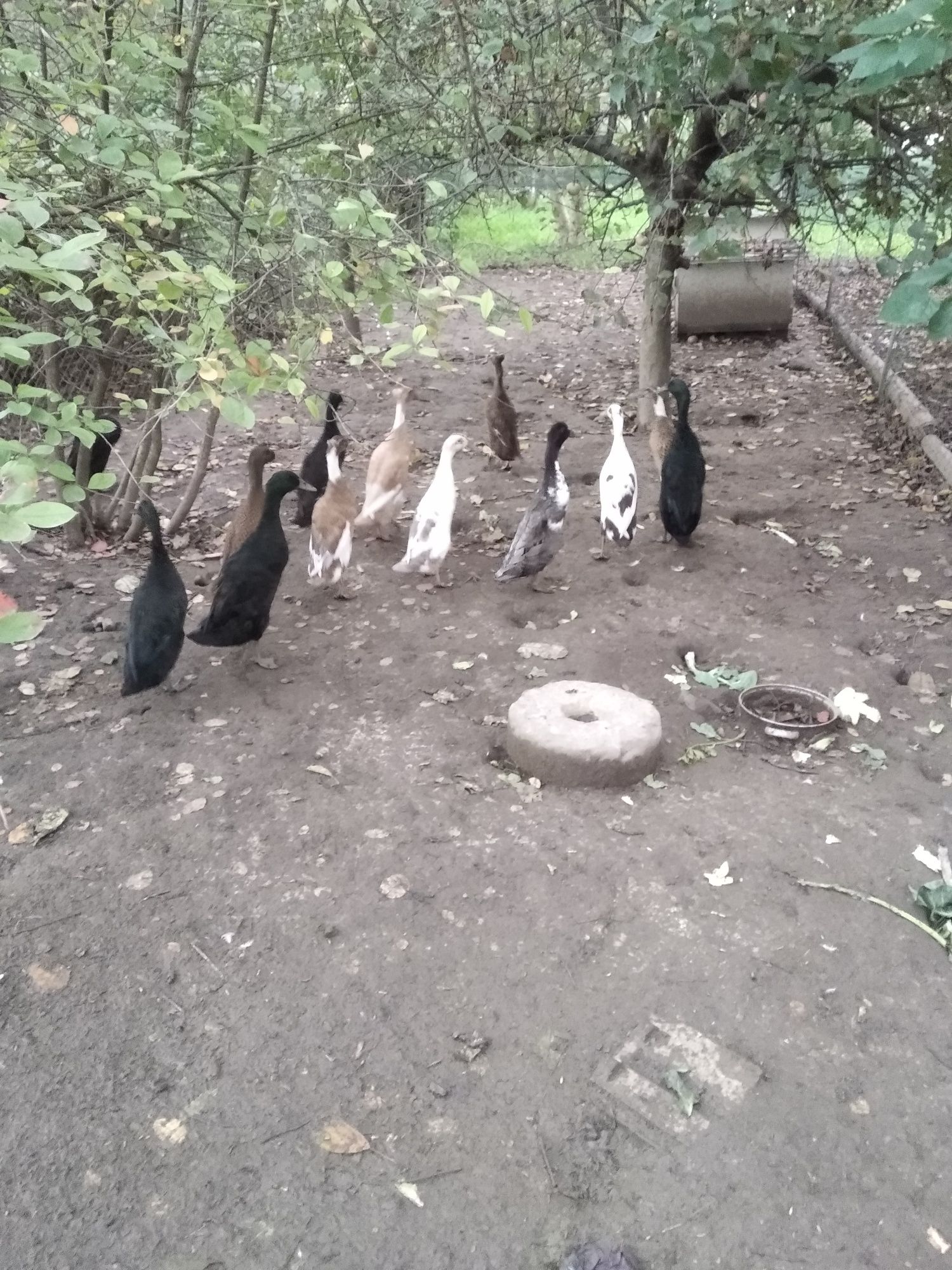 Gęsi chołmogory,kaczorki call duck, biegusy
