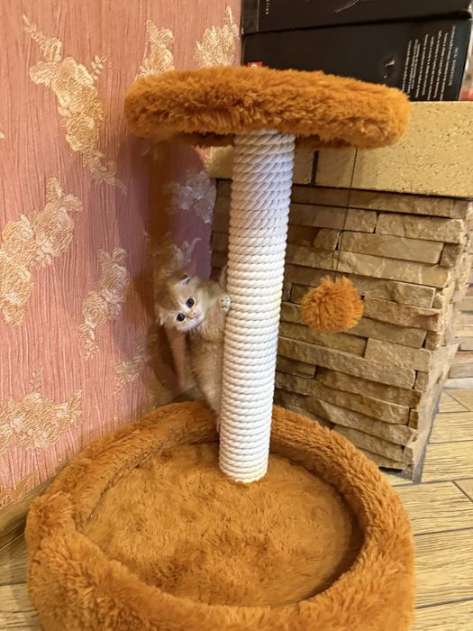 Котик золота шиншила