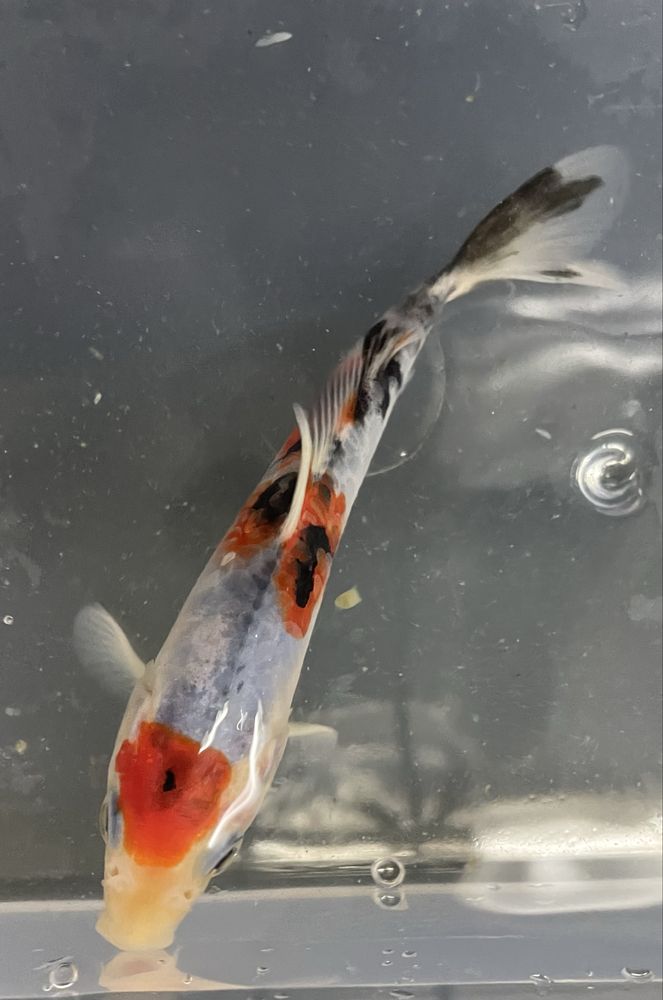 Carpa Koi 12/15cm