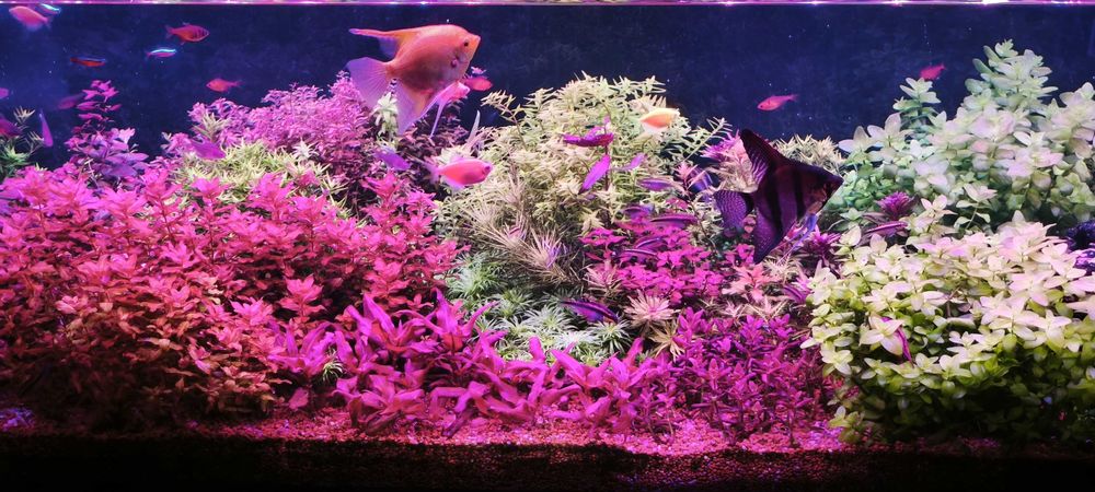 Zestaw pięknych roślin akwariowych