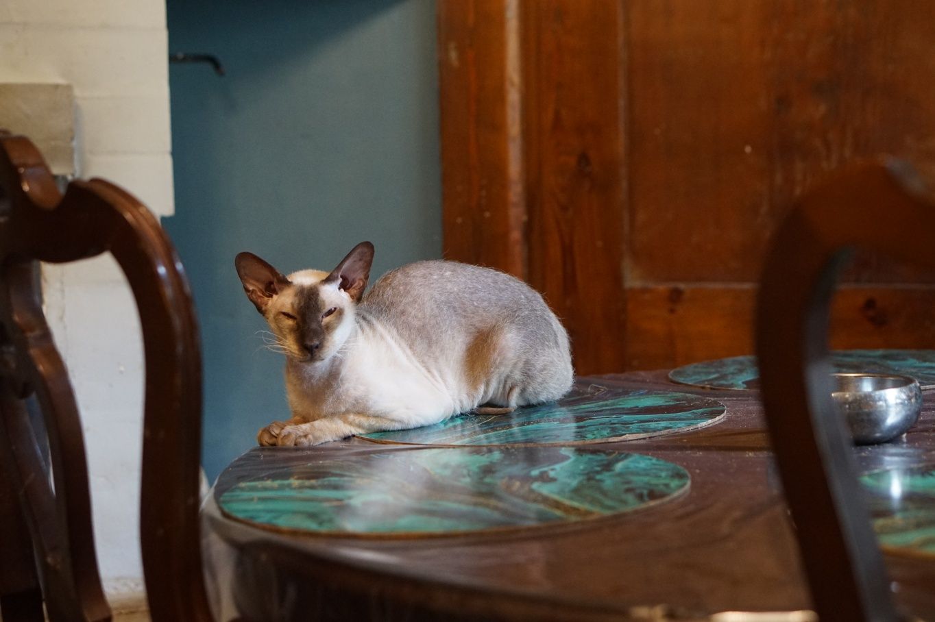Peterbald koteczka dorosła gotowa do zmiany domku