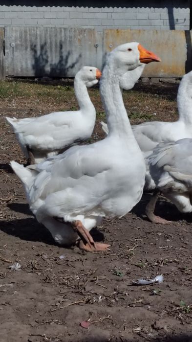 Продам гуси. Холмогори,