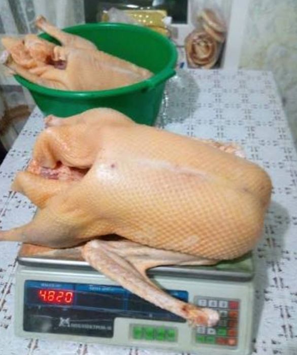 Продам тушки, м'ясо гуся
