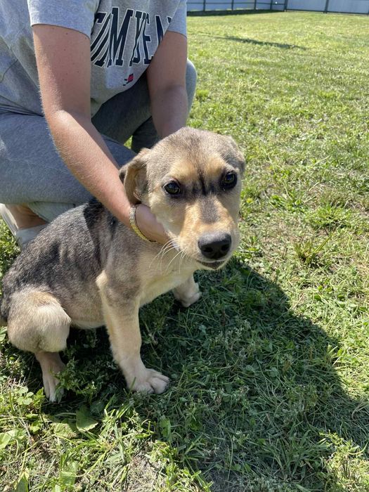 Gloria I  Prada szczeniaczki do adopcji