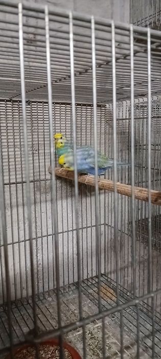 Periquitos arco iris