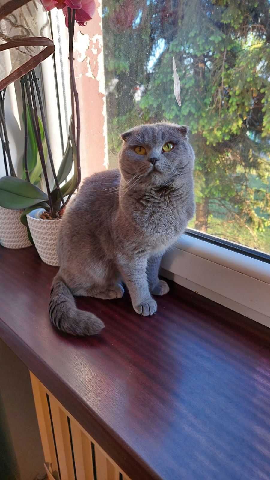 Koteczka brytyjska( Scottish fold) w kolorze niebieski