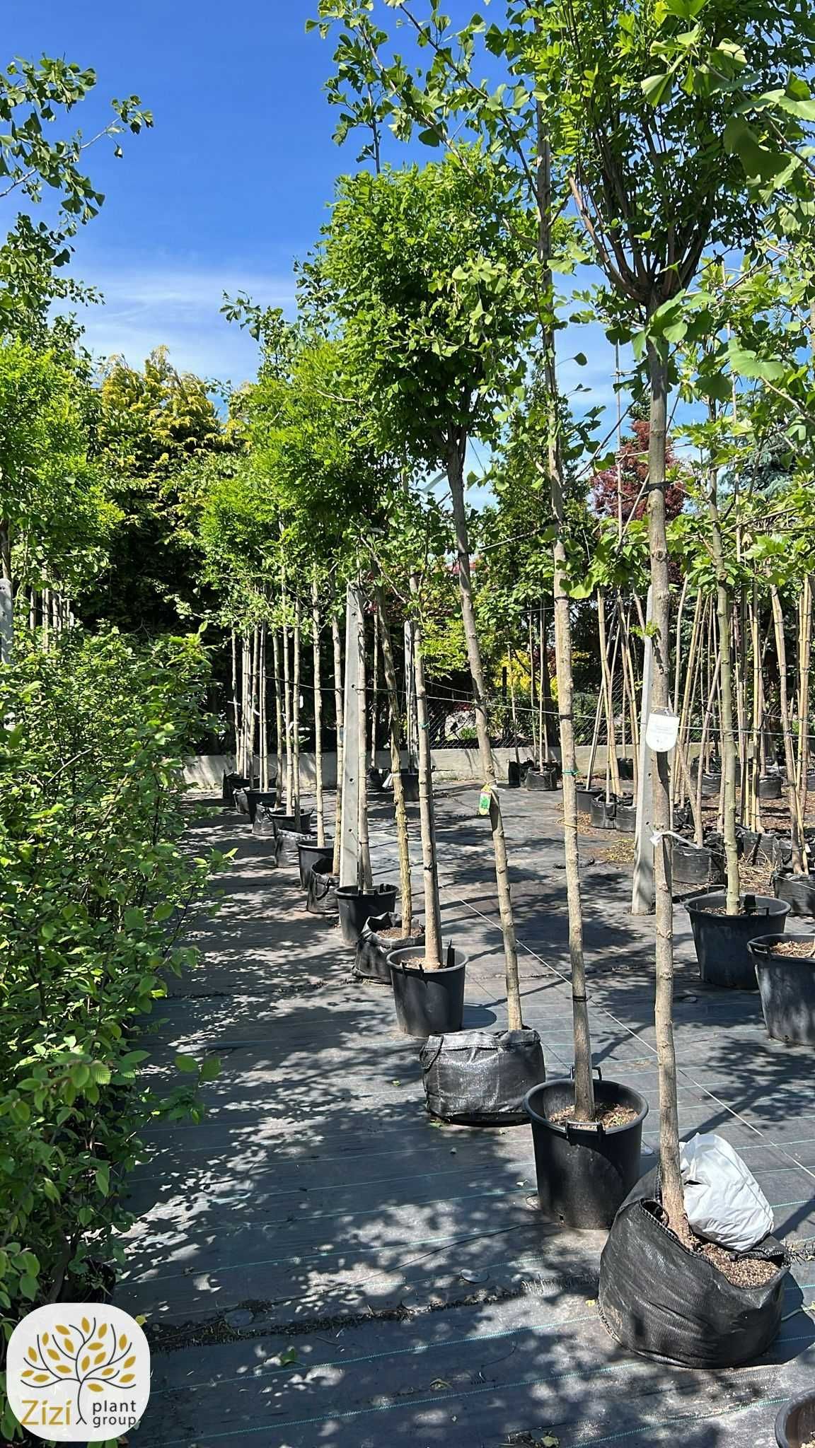 Robinia pseudoacacia Umbraculifera, akacjowa, obwód 8-16cm, pień 220cm