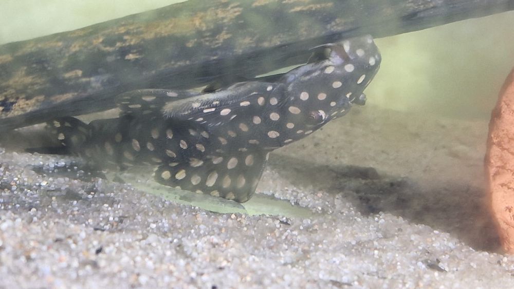 Scobinancistrus raonii L82 Opal Spot Pleco