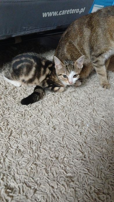 Oddam za darmo kotkę