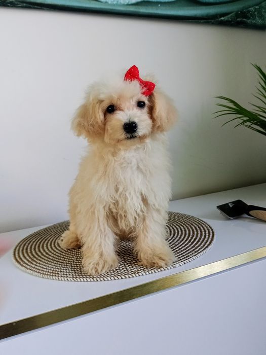 Suczka maltipoo F1