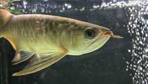 Arowana super red
