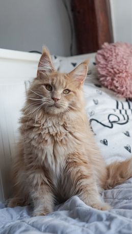 Kremowa puchata kotka Hestia Maine Coon