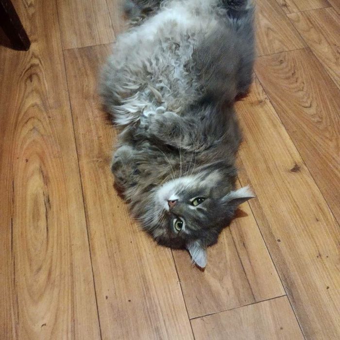 Отдам кошечку в хорошие руки