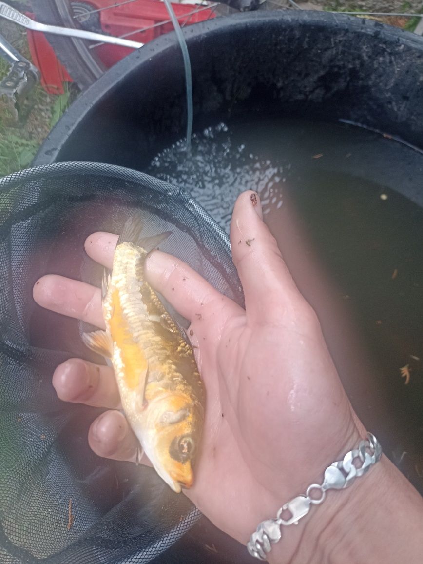 Sandacz Szczupak Karp Amur Lin Tołpyga Jesiotr i wiele innych