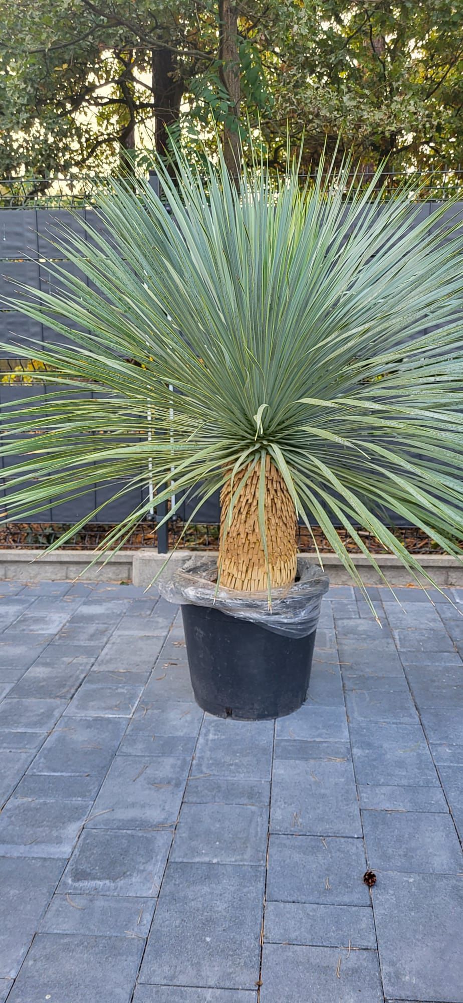 Yucca rostrata. Juka rostrata