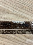 Kolonia myrmica sp. 8q+400w