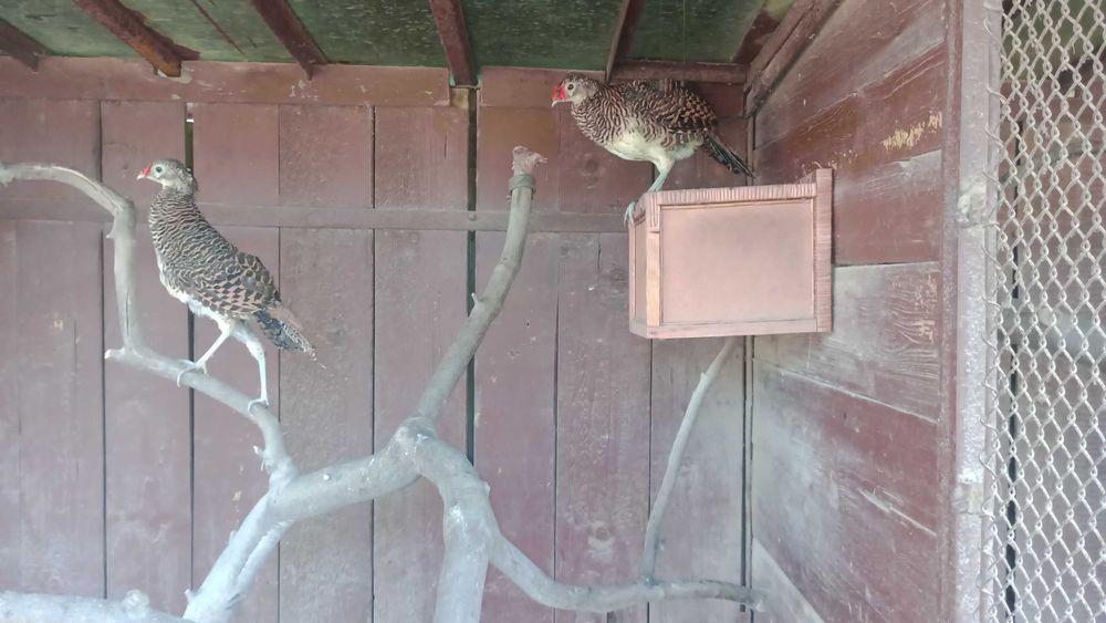 Sprzedam piękne bażanty