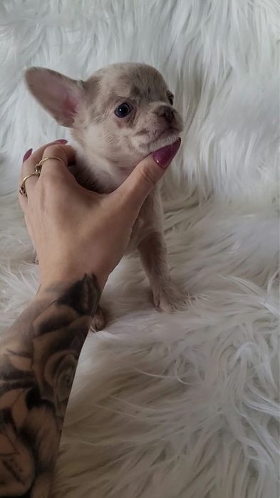 Chihuahua piesek merle