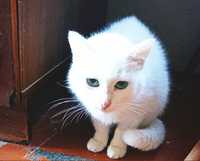 Отдам белую кошку, 1,5 года, стерилизована