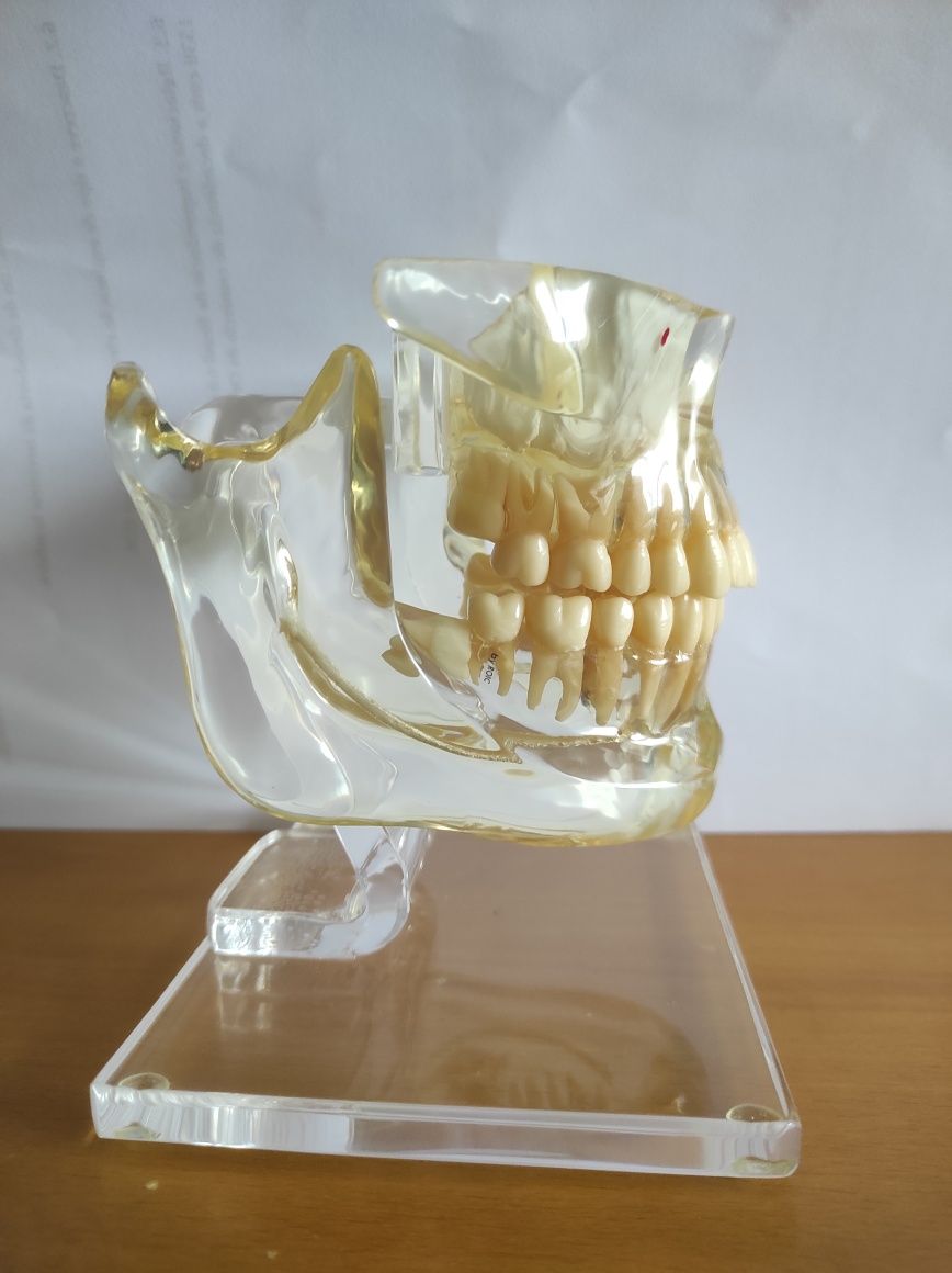 Modelo de estudo dentario