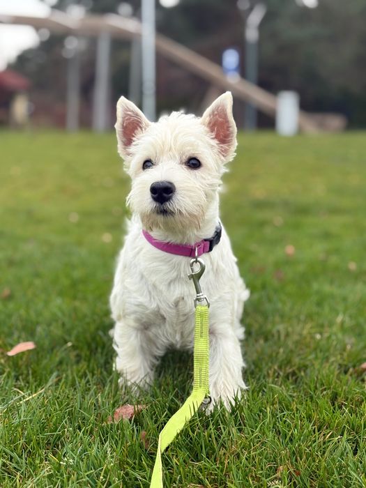 West Highland White Terrier ZKwP FCI szczenięta