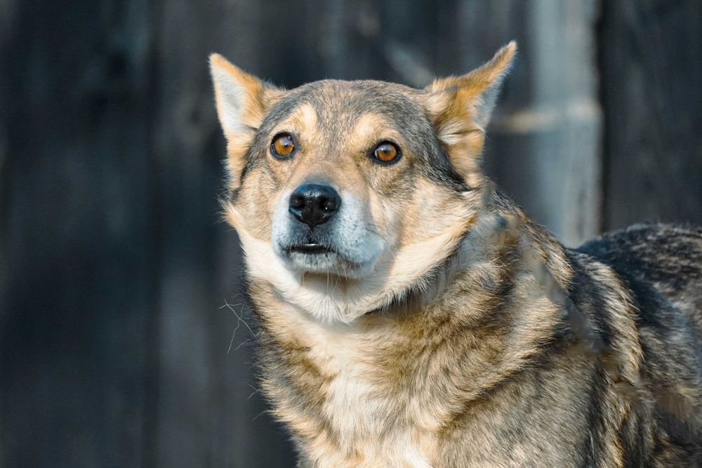 VISTO - starszy psiak błaga o dom