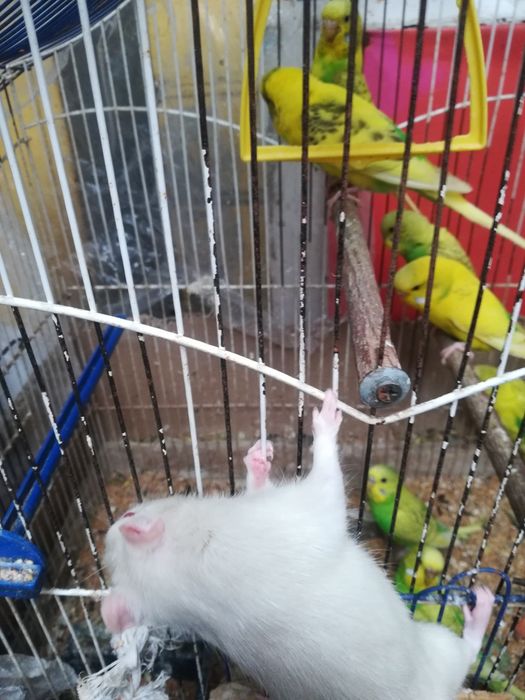 Крыски лариски  ручные