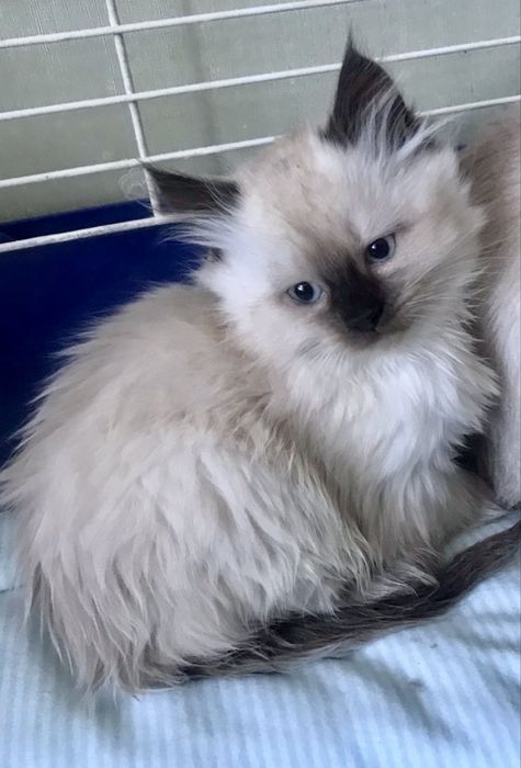 Рэгдолл котята кошечка 1.5мес регдол ragdoll сил поинт кошеня котенок