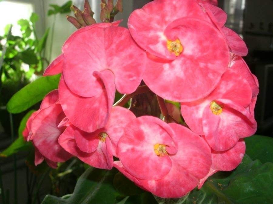 Молочай Міля сортовий великоквітковий