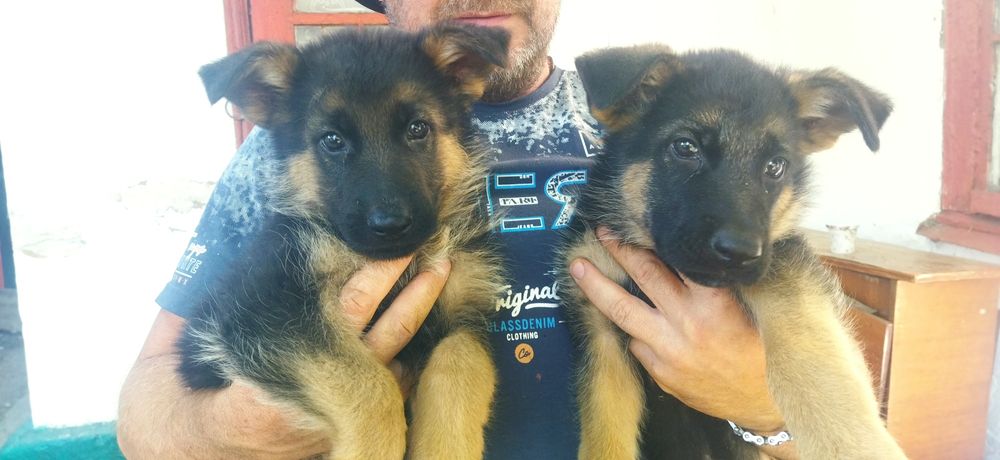 Продаю цуценят породи німецька вівчарка