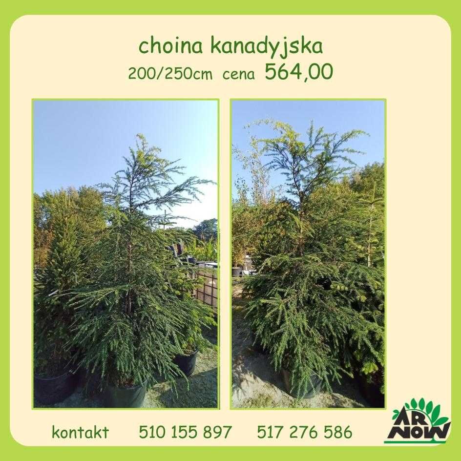 Catalpa NANA , Katalpa 180, 190, 200cm szczepiona