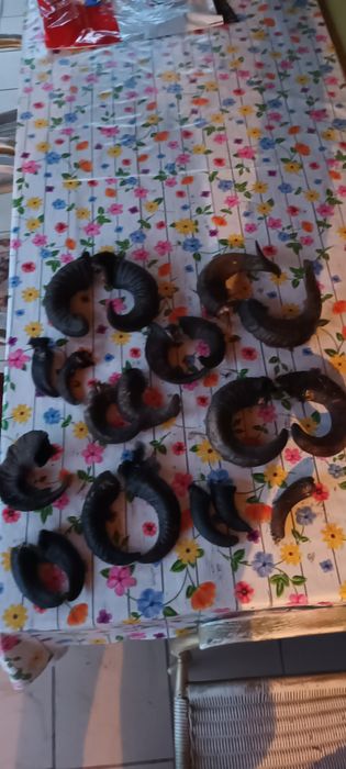 Rogi baranie dla kolekcjonera