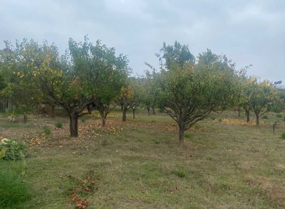Terreno Agrícola com Poço, Furo e Árvores de Fruto – 5,000 m² +-